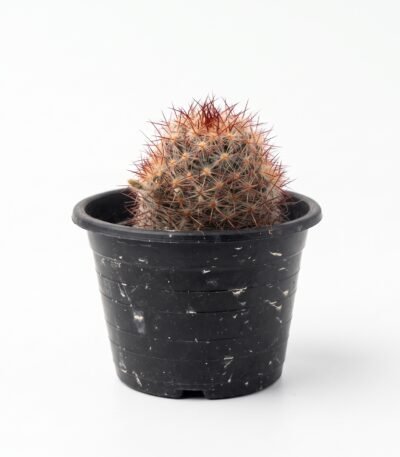 Mammillaria Spinosissima - potted cactus