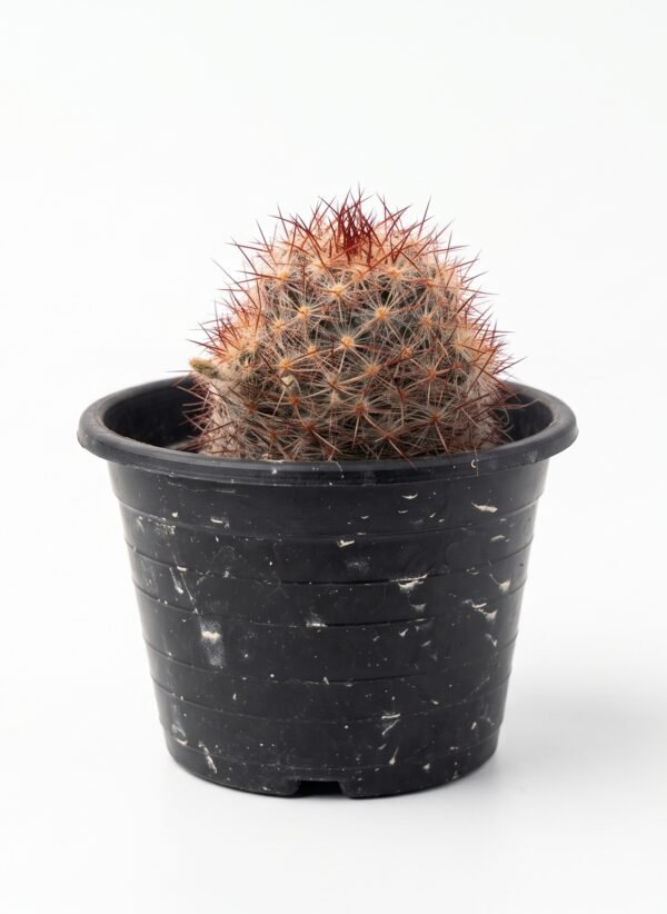 Mammillaria Spinosissima - potted cactus