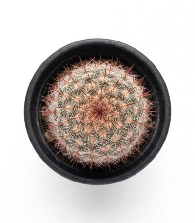 Mammillaria Spinosissima - potted cactus (view 2)