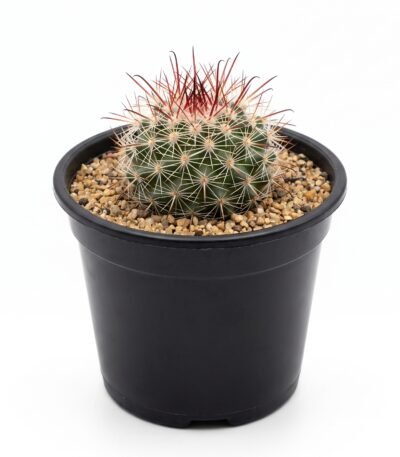 Mammillaria Spinosissima Red Headed Irishman - potted cactus