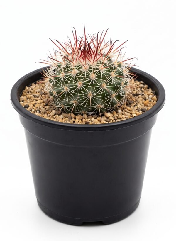 Mammillaria Spinosissima Red Headed Irishman - potted cactus