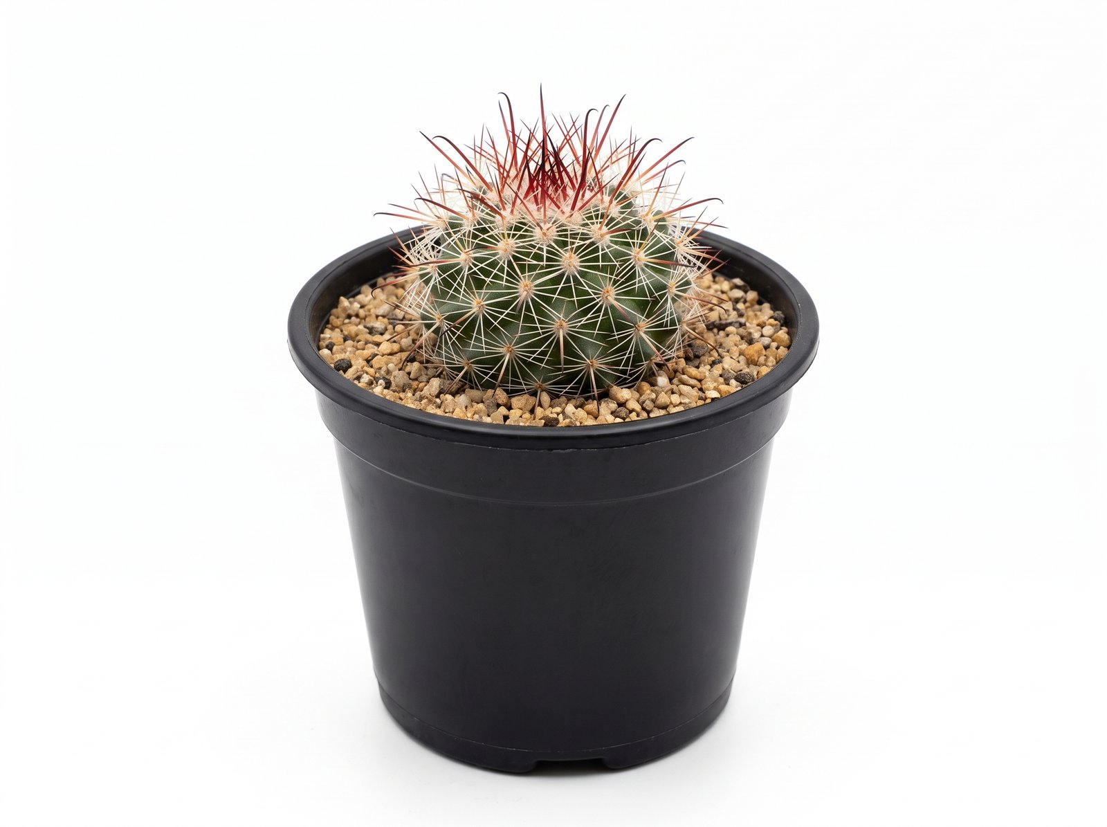 Mammillaria Spinosissima Red Headed Irishman Mammillaria Spinosissima Red Headed Irishman - potted cactus