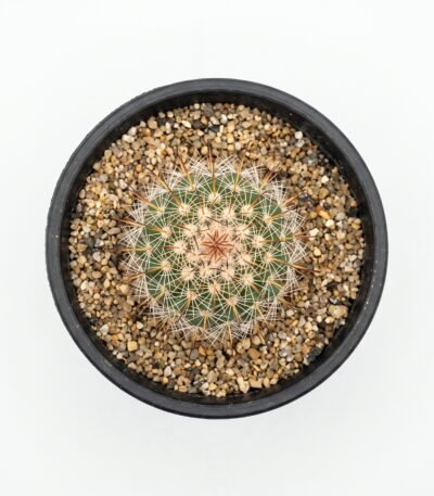 Mammillaria Spinosissima Red Headed Irishman - potted cactus (view 2)