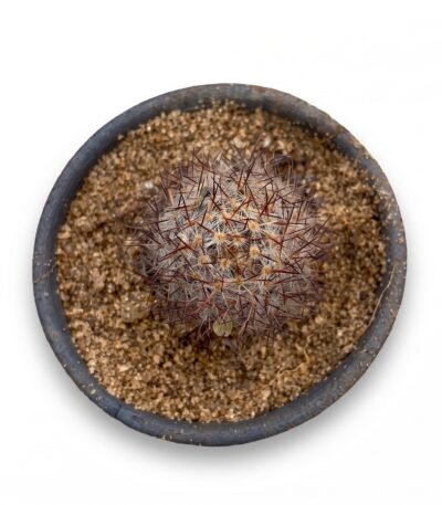 Mammillaria Tenango Del Valle White Mini - potted cactus