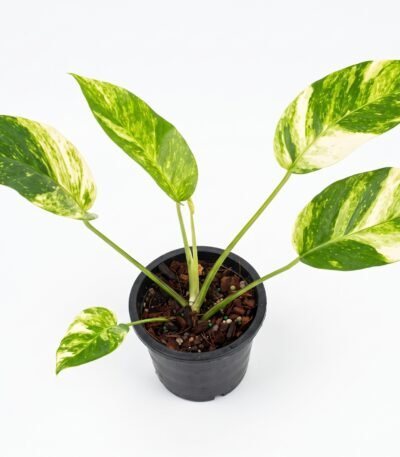 Marble Queen Pothos indoor plant