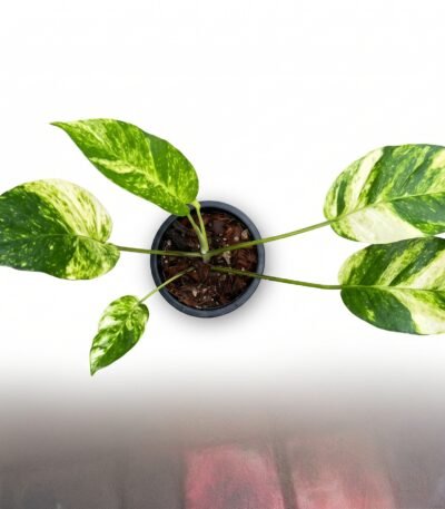 Marble Queen Pothos indoor plant - view 2