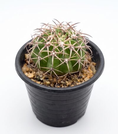 Melocactus Curvispinus - potted cactus