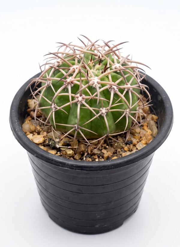 Melocactus Curvispinus - potted cactus
