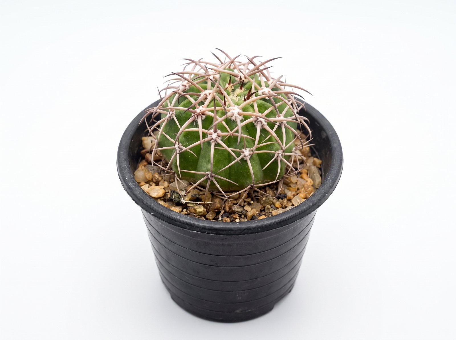 Melocactus Curvispinus Melocactus Curvispinus - potted cactus