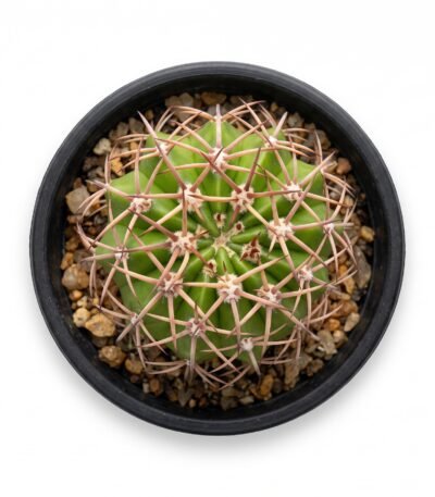 Melocactus Curvispinus - potted cactus (view 2)