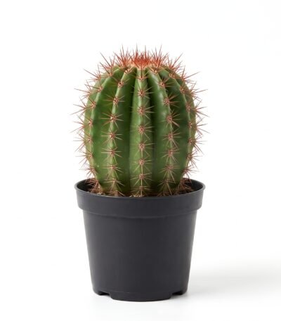 Neobuxbaumia Polylopha - potted cactus