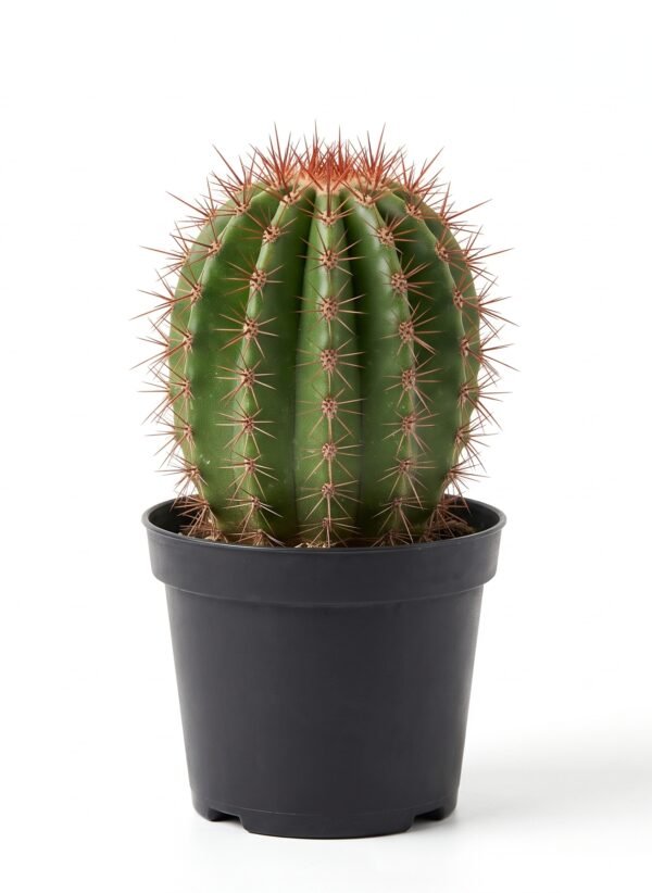 Neobuxbaumia Polylopha - potted cactus