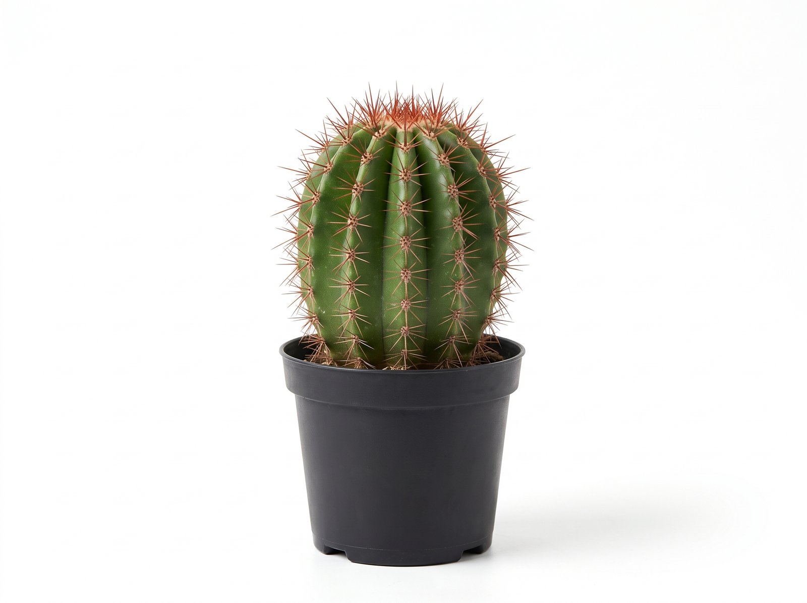 Neobuxbaumia Polylopha Neobuxbaumia Polylopha - potted cactus