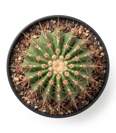 Neobuxbaumia Polylopha - potted cactus (view 2)