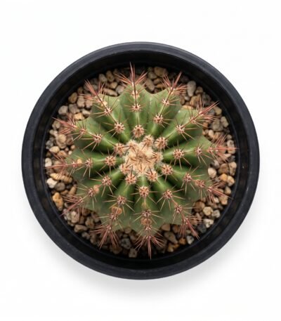 Neobuxbaumia Polylopha Mini - potted cactus