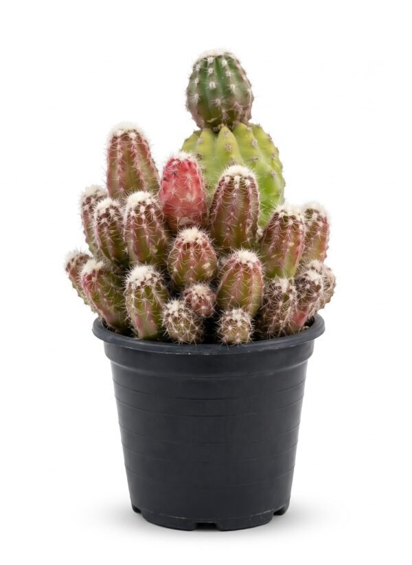 Peanut Cactus Mini