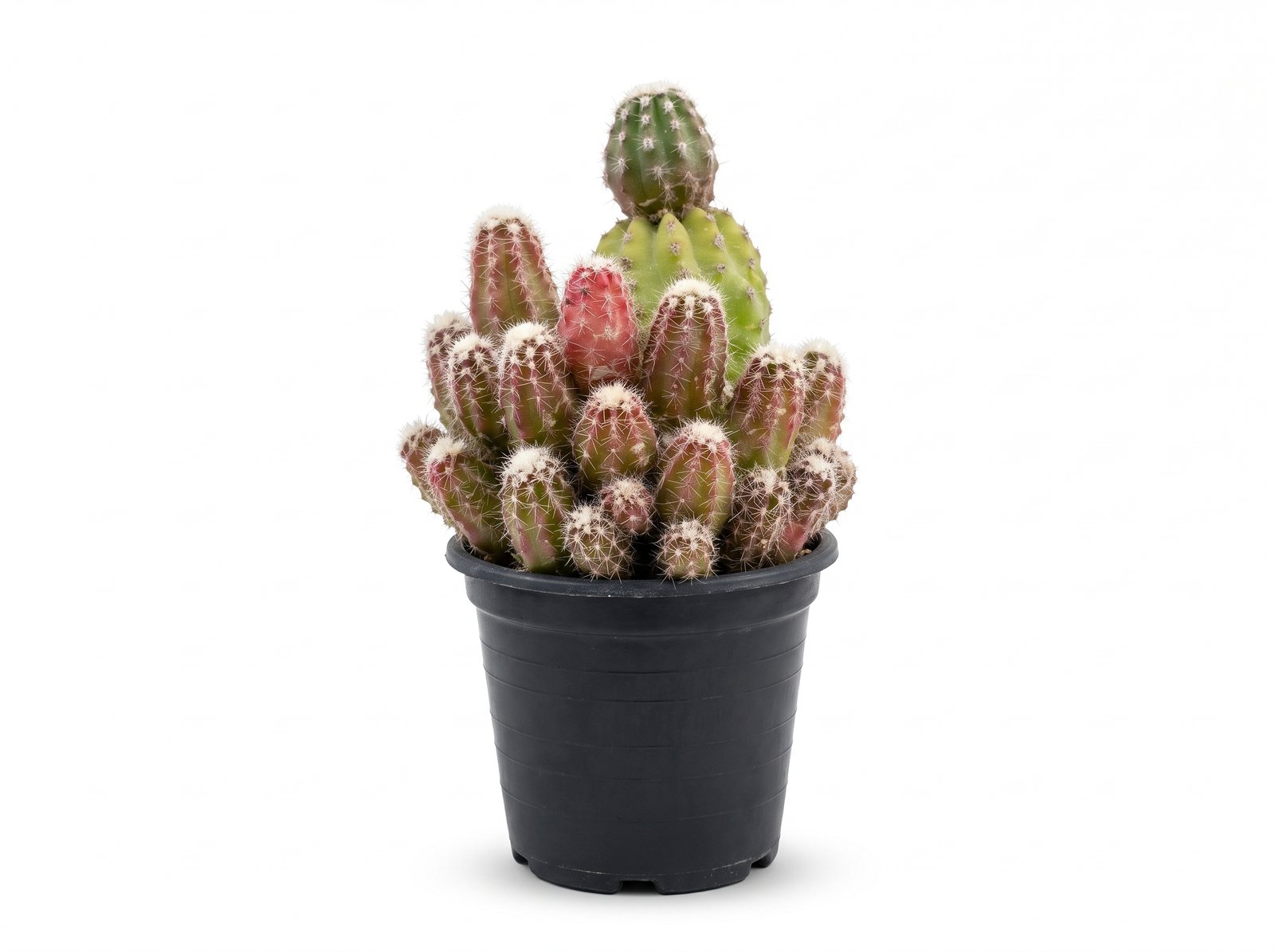 peanut cactus mini 1 Peanut Cactus Mini - Image 1