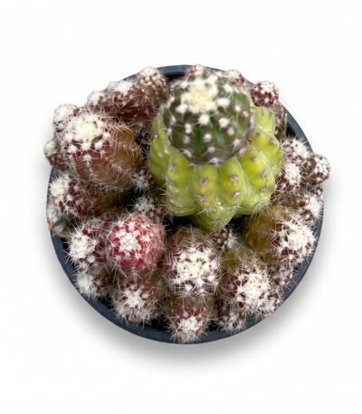 Peanut Cactus Mini - potted cactus