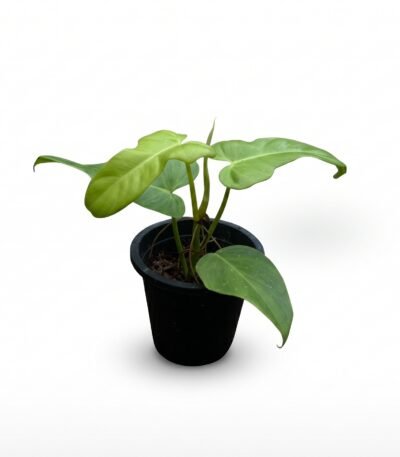 Philodendron bipennifolium indoor plant