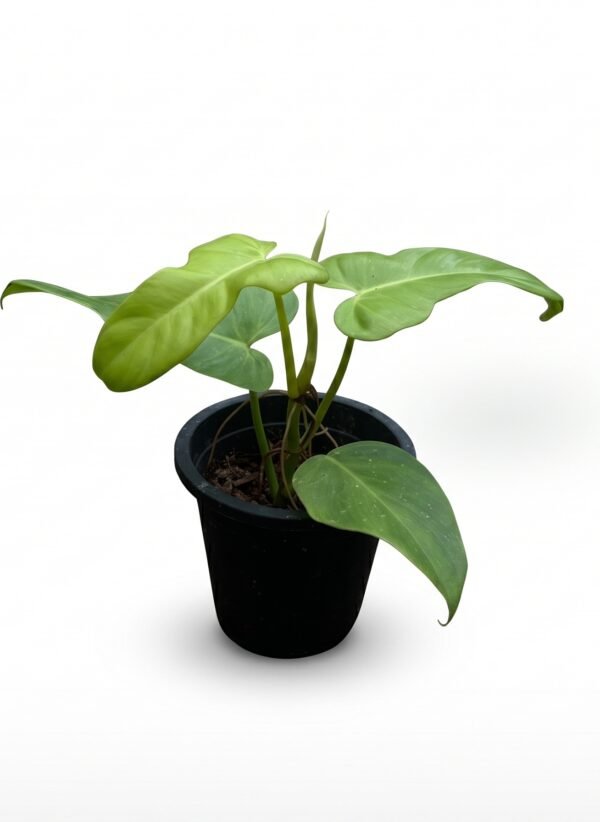 Philodendron bipennifolium indoor plant