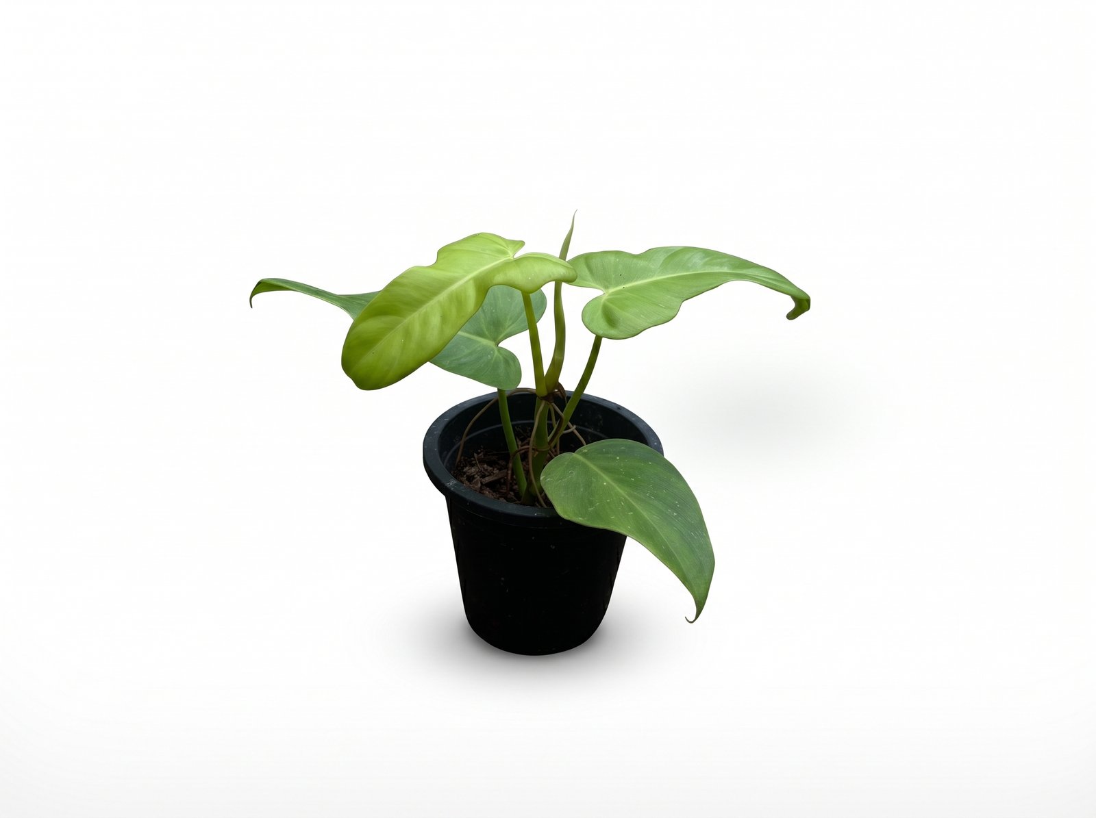 Philodendron bipennifolium Philodendron bipennifolium indoor plant
