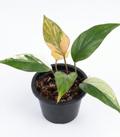 Philodendron 'Caramel Marble' indoor plant