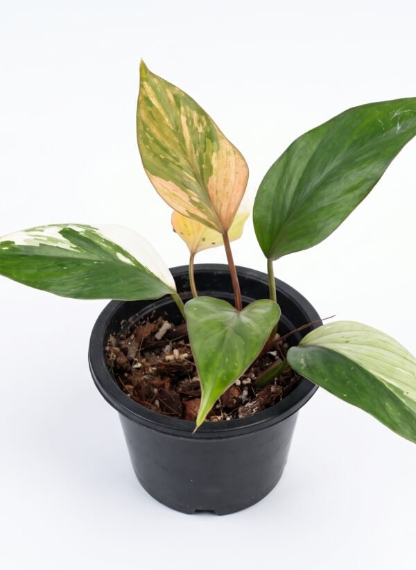 Philodendron 'Caramel Marble' indoor plant