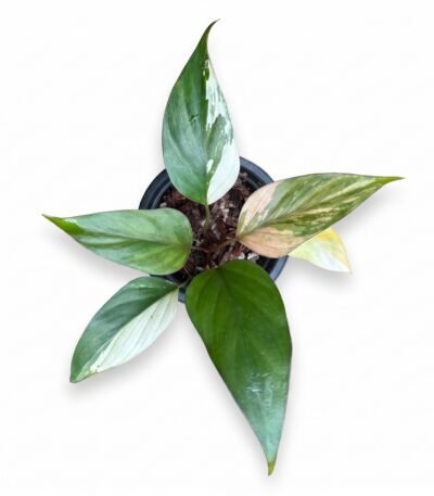 Philodendron 'Caramel Marble' indoor plant - view 2