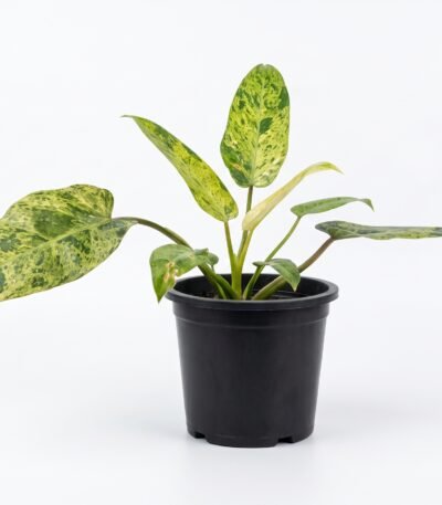 Philodendron domesticum indoor plant