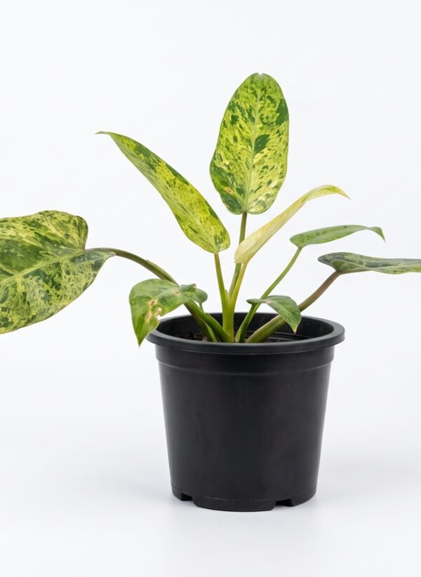Philodendron domesticum indoor plant