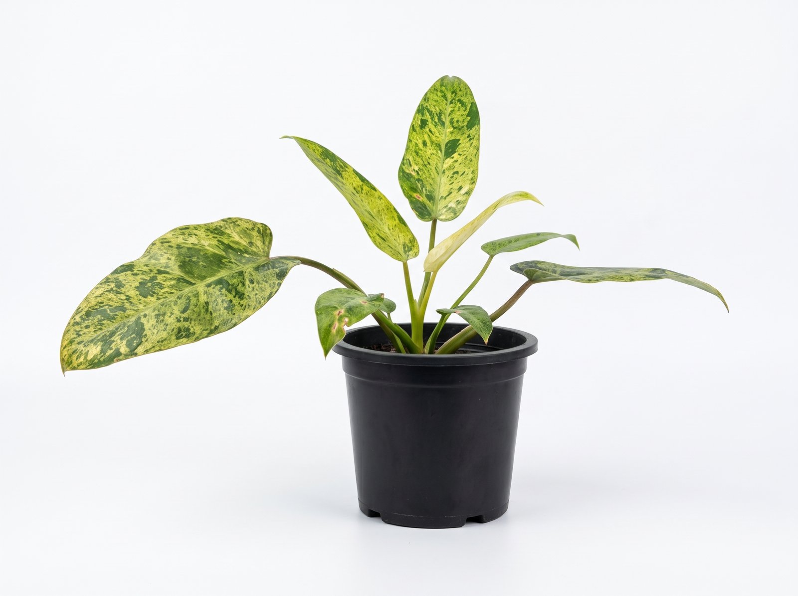 Philodendron domesticum Philodendron domesticum indoor plant