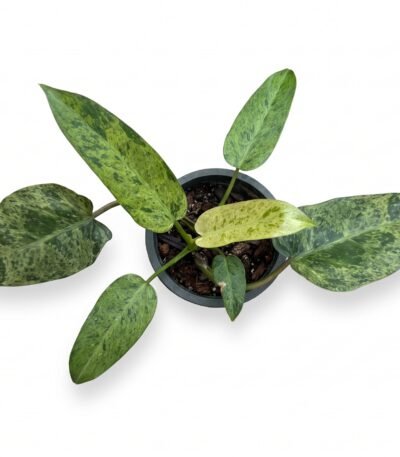 Philodendron domesticum indoor plant - view 2