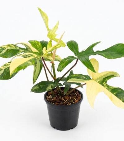Philodendron 'Florida Beauty' indoor plant
