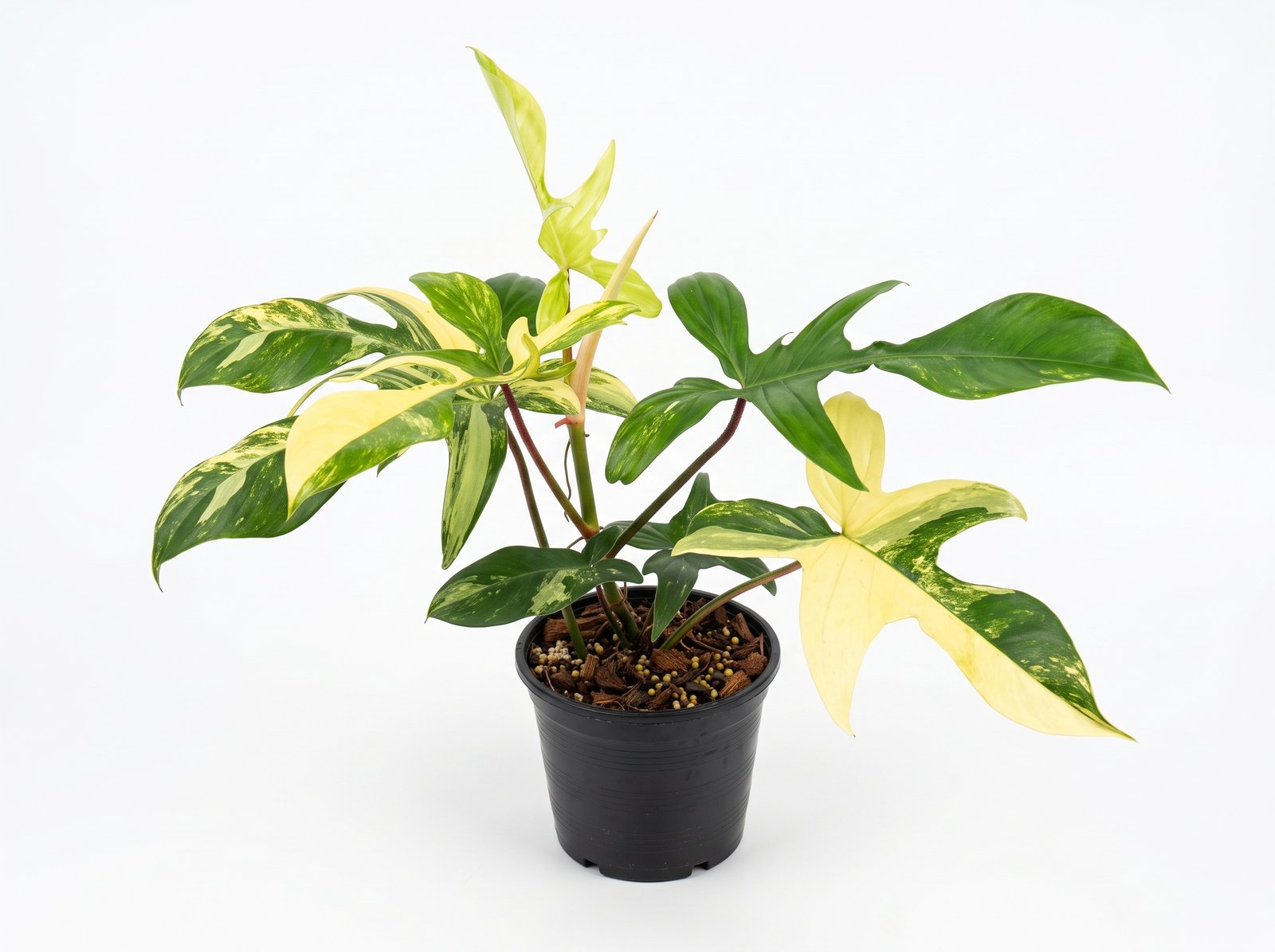 Philodendron 'Florida Beauty' Philodendron 'Florida Beauty' indoor plant