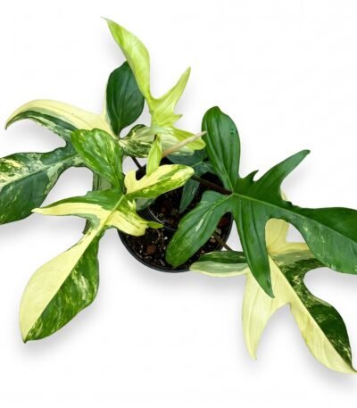 Philodendron 'Florida Beauty' indoor plant - view 2