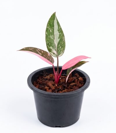 Philodendron Pink Princess indoor plant
