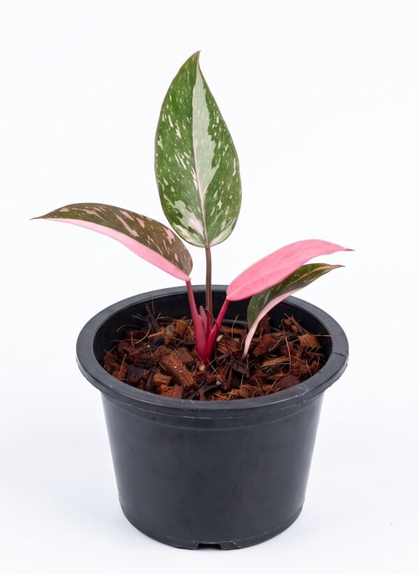 Philodendron Pink Princess indoor plant