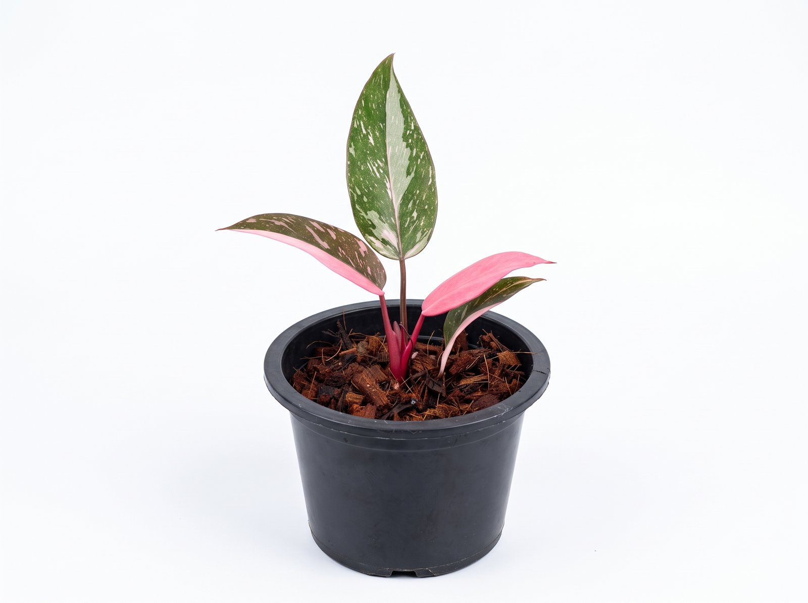Philodendron Pink Princess Philodendron Pink Princess indoor plant