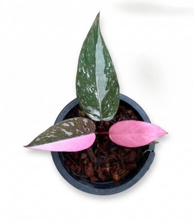 Philodendron Pink Princess indoor plant - view 2