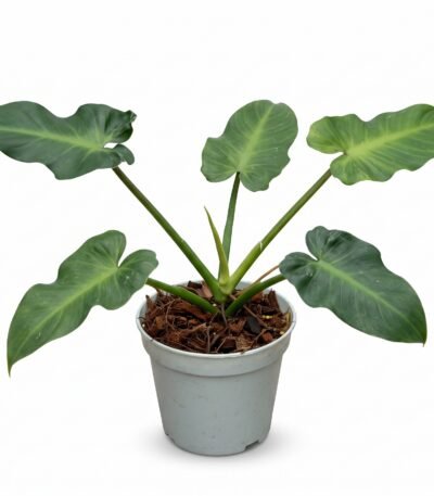 Philodendron rugosum indoor plant