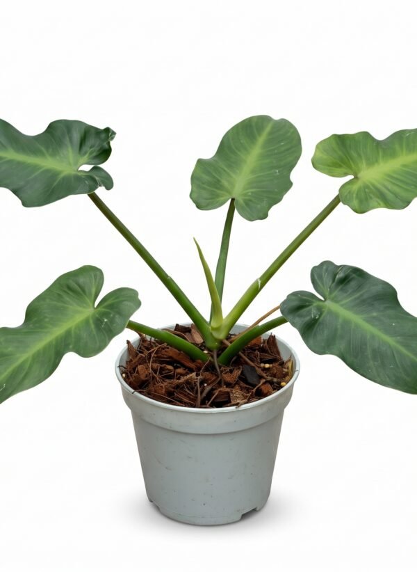 Philodendron rugosum indoor plant