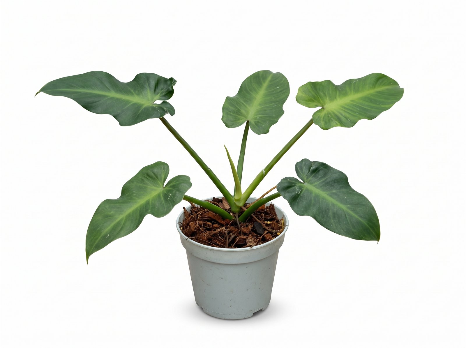 Philodendron rugosum Philodendron rugosum indoor plant