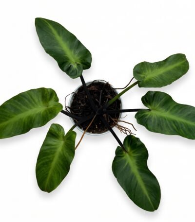 Philodendron rugosum indoor plant - view 2