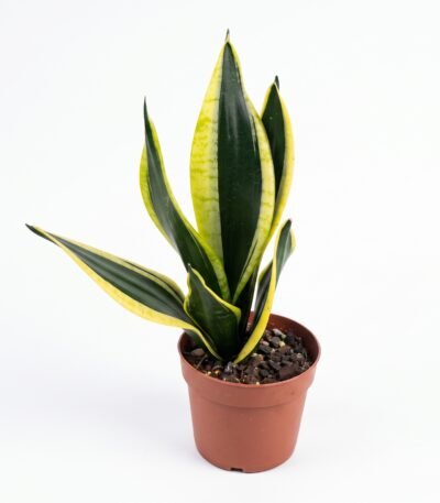 Sansevieria Superba indoor plant