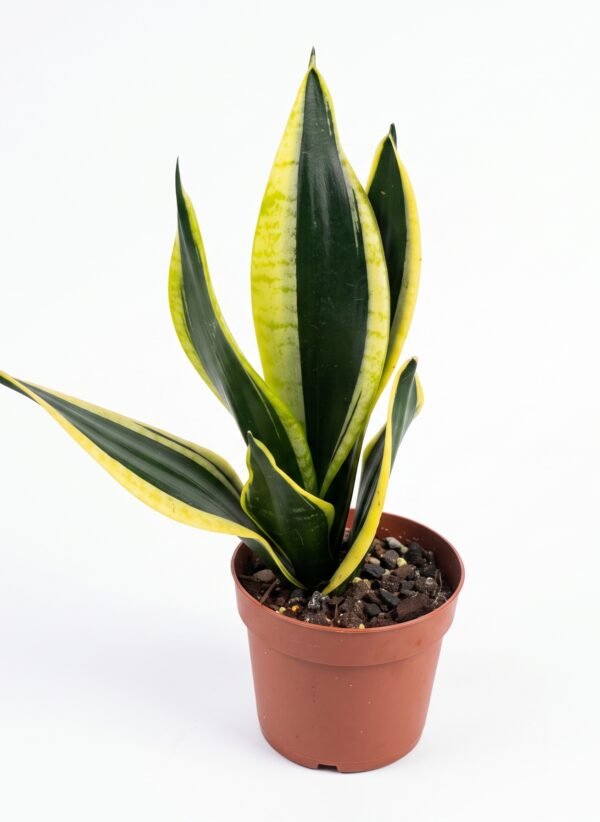 Sansevieria Superba indoor plant
