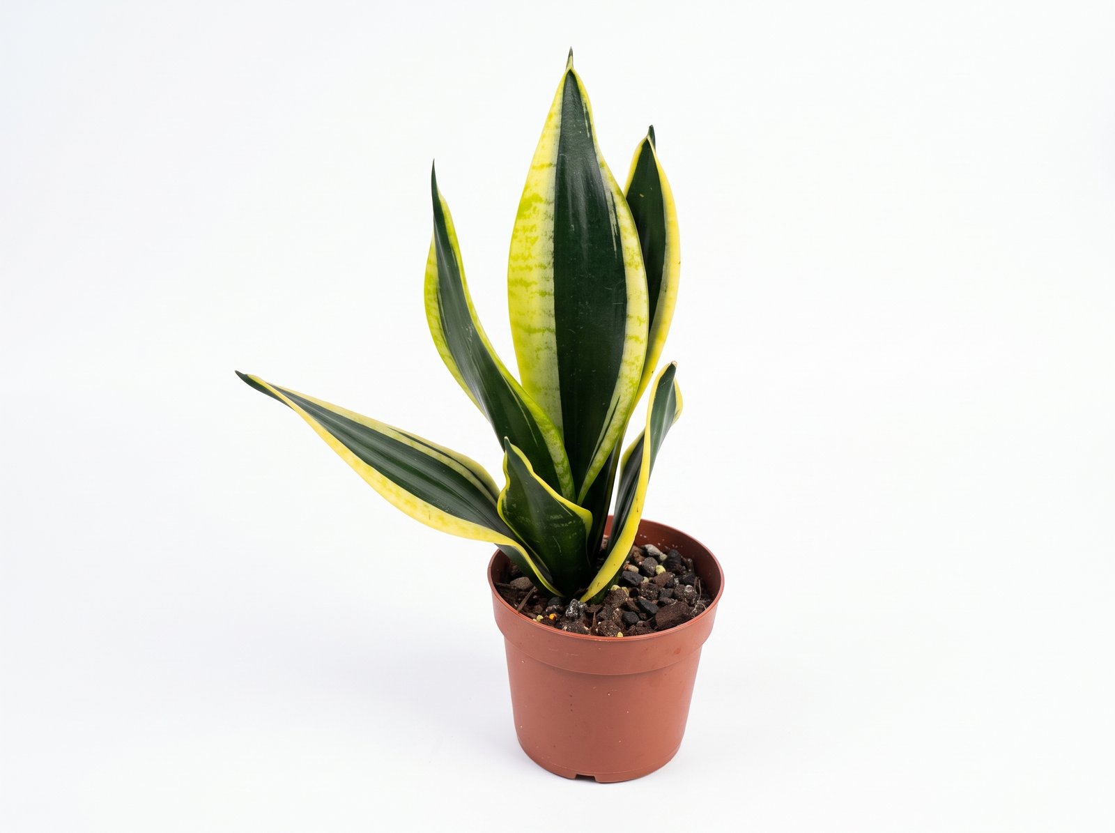 Sansevieria Superba Sansevieria Superba indoor plant