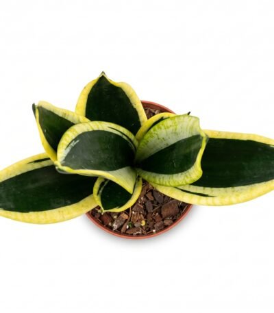 Sansevieria Superba indoor plant - view 2
