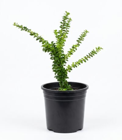 Sleeping Duranta plant