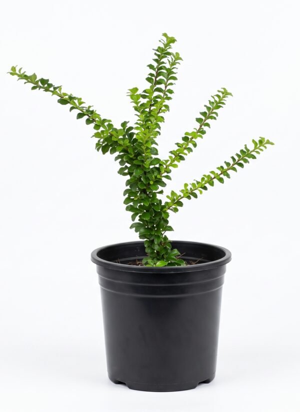 Sleeping Duranta plant