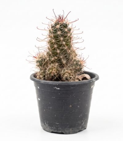 Small Fishhook - potted cactus